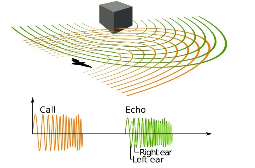 Echolocation of a bat based on transmission, reflection and reception of ultrasound. (Image: Petteri Aimonen, Wikipedia)